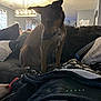 Scotch joined the competition — help win amazing prizes! dog, couch, blanket, pillow, living_room, indoor, pet, curious, brown_dog, furniture, home, cozy, seated, domestic_animal, wall, window, curtains, light_fixture, floor, collar