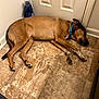 Scotch is registered to the contest to win money with this photo: dog, brown_dog, sleeping, indoor, tile_floor, blue_collar, closed_door, paw, pet, canine, resting, floor, animal, domestic, quiet, relaxed, corner, house, home, napping