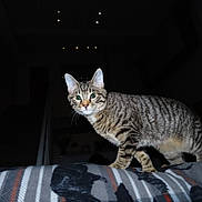 Toby joined the competition — help win amazing prizes! animal, bedspread, blanket, cat, curiosity, domestic_cat, feline, flash, fur, green_eyes, household, indoor, night, paws, pet, portrait, staircase, striped, tabby, whiskers