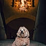 dog, stairs, fluffy, pet, animal, portrait, indoor, stone, steps, fur, cute, sitting, mammal, domestic_animal, face, whiskers, nose, ears, background, blurred
