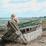 Pabllo participe au concours pour gagner de l'argent avec cette photo : dog, beach, old_boat, sand, water, sky, clouds, outdoor, animal, pet, wood, shore, nature, sea, vintage, rustic, landscape, standing, fluffy, daytime