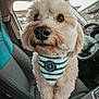 dog, pet, car_interior, bandana, fluffy, close_up, seat, curious, cute, animal, companion, adorable, leather_seat, window, dashboard, steering_wheel, fur, sitting, indoor, portrait