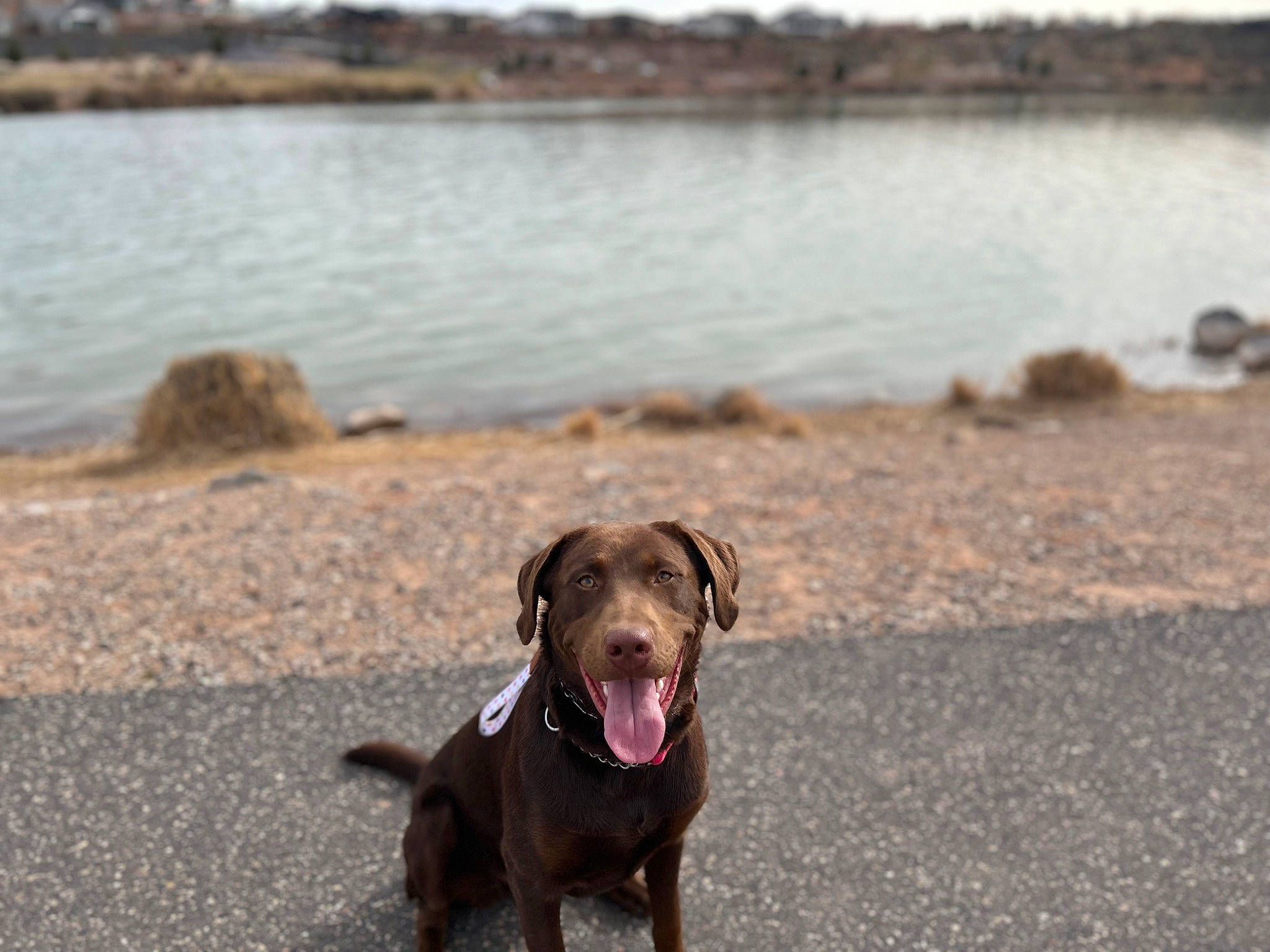 Cooter is registered to the contest to win money with this photo: beach, carnivore, coast, collar, dog, dog_breed, dog_collar, fawn, lake, landscape, liver, morning, rock, sand, snout, soil, sporting_group, water, wood, working_animal