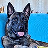 black_and_tan, blanket, blue_couch, canine, close_up, collar, couch, crossed_paws, dog, german_shepherd, happy, indoor, lying_down, mixed_breed, panting, pet, pointy_ears, portrait, sitting, tongue_out