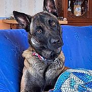 Valko participe au concours pour gagner de l'argent avec cette photo : dog, indoor, couch, blue_couch, collar, pet, canine, head_tilt, pillow, furniture, domestic, brown_dog, curious, relaxed, portrait, living_room, wooden_cabinet, glassware, cozy, animal