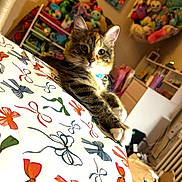 Stella Rose is registered to the contest to win money with this photo: animal, background, bows, cat, collar, colorful, cute, decor, ears, furniture, indoor, patterned_tablecloth, paw, pet, plush_toys, relaxed, sitting, tabby, table, whiskers