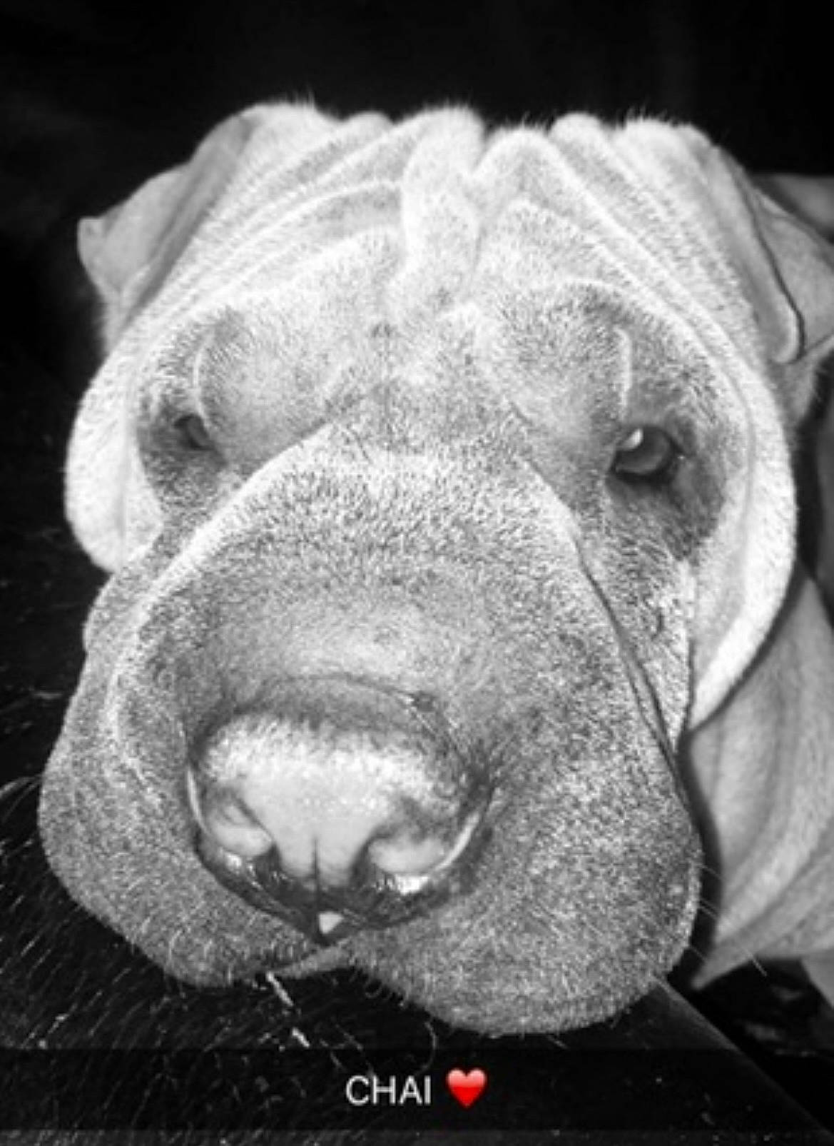 Chai is registered to the contest to win money with this photo: canidae, carnivore, close_up, dog, dog_breed, fur, grass, head, jaw, livestock, monochrome, monochrome_photography, snout, sporting_group, still_life_photography, terrestrial_animal, whiskers, wildlife, working_animal, wrinkle