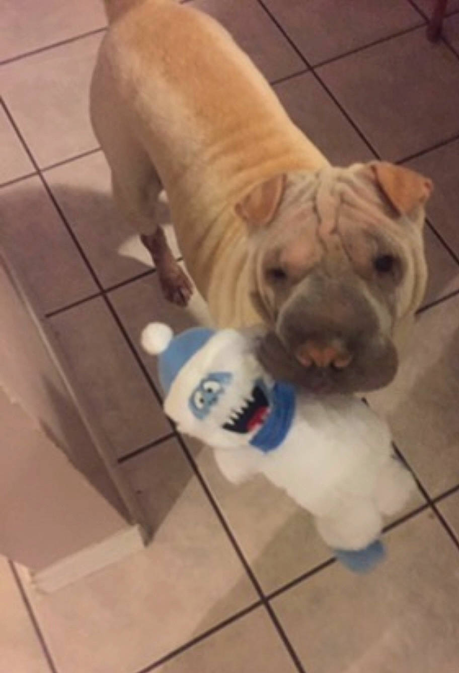 Chai is registered to the contest to win money with this photo: canidae, carnivore, companion_dog, dog, dog_breed, dog_supply, fawn, floor, flooring, hardwood, ori_pei, paw, shar_pei, snout, sporting_group, tail, tile_flooring, wood, working_animal, wrinkle