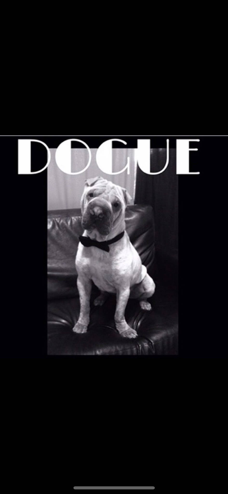 Chai joined the competition — help win amazing prizes! bulldog, canidae, carnivore, companion_dog, darkness, dog, dog_breed, dog_collar, fawn, flash_photography, font, molosser, photo_caption, puppy_love, snout, sporting_group, tail, toy_dog, white_english_bulldog, working_animal