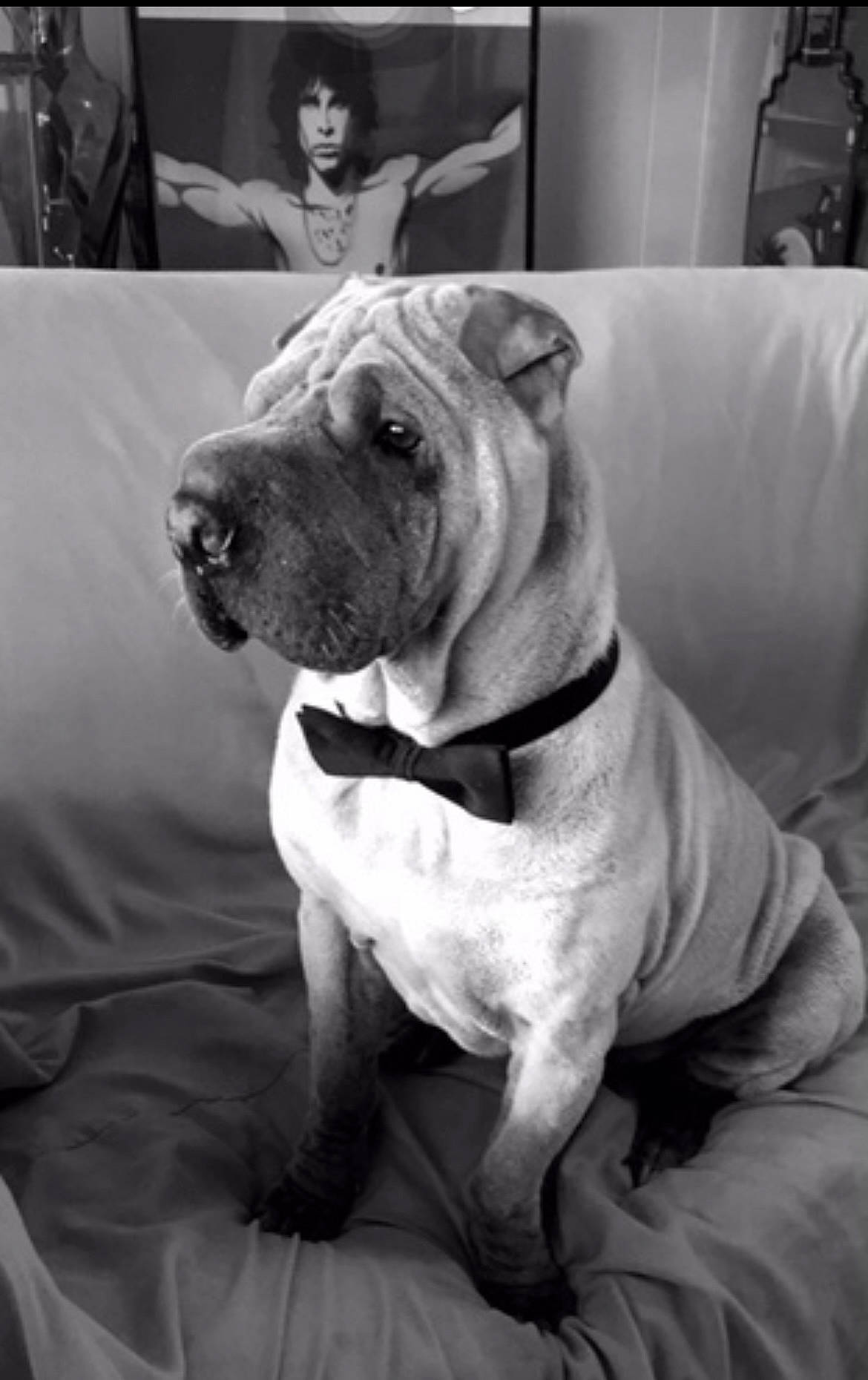 Chai joined the competition — help win amazing prizes! black, black_and_white, canidae, carnivore, collar, companion_dog, dog, dog_breed, dog_collar, fawn, monochrome, monochrome_photography, snapshot, snout, sporting_group, style, whiskers, white, working_animal, wrinkle