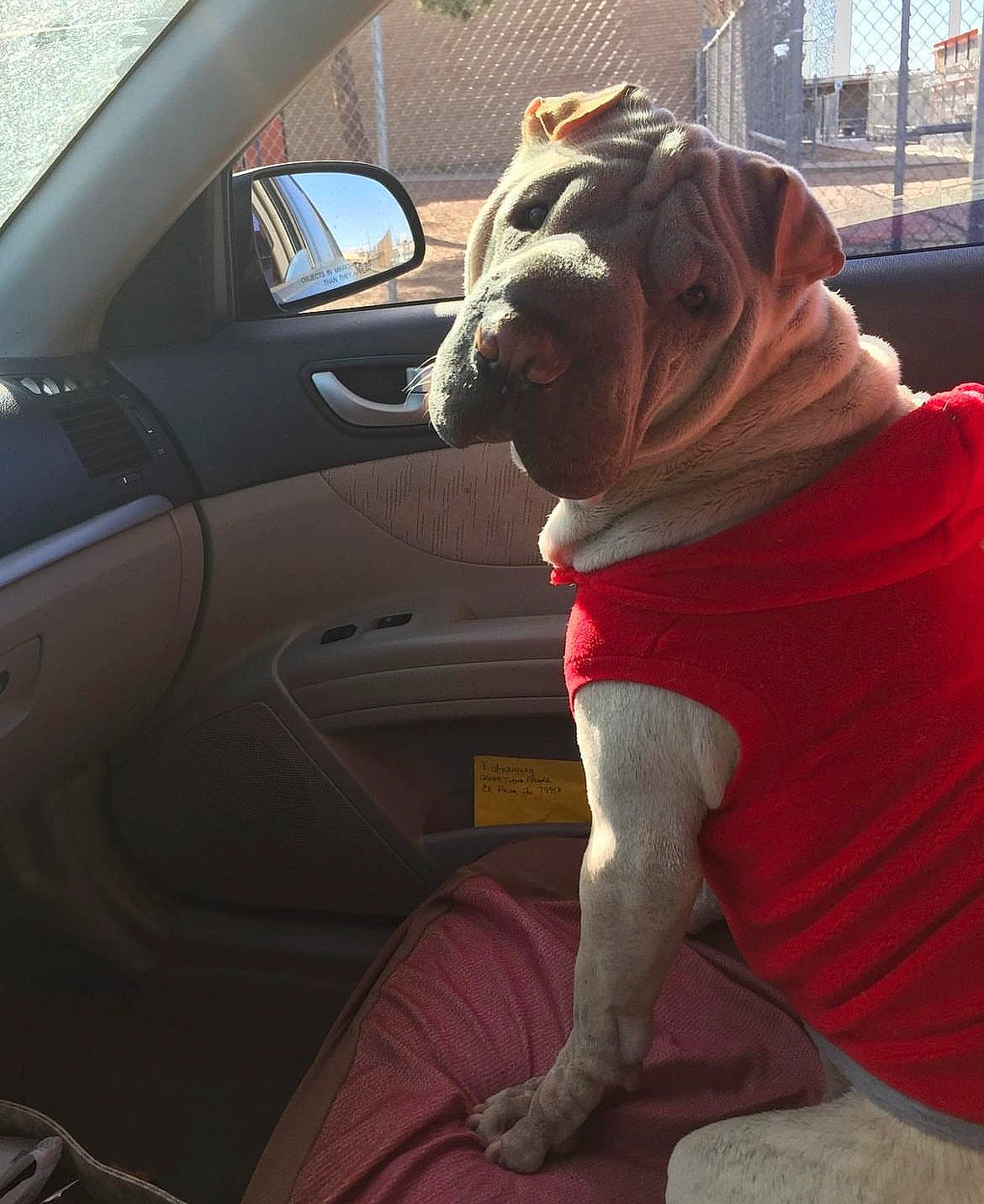 Chai is registered to the contest to win money with this photo: automotive_exterior, automotive_mirror, car, carnivore, companion_dog, dog, dog_breed, door, fawn, mammal, mirror, motor_vehicle, personal_luxury_car, snout, steering_wheel, tints_and_shades, vehicle, vehicle_door, vertebrate, working_animal