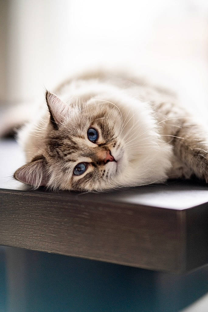 Jazzy joined the competition — help win amazing prizes! box, carnivore, cat, claw, comfort, domestic_short_haired_cat, fawn, felidae, fur, grey, hardwood, mammal, paw, small_to_medium_sized_cats, snout, whiskers, wood