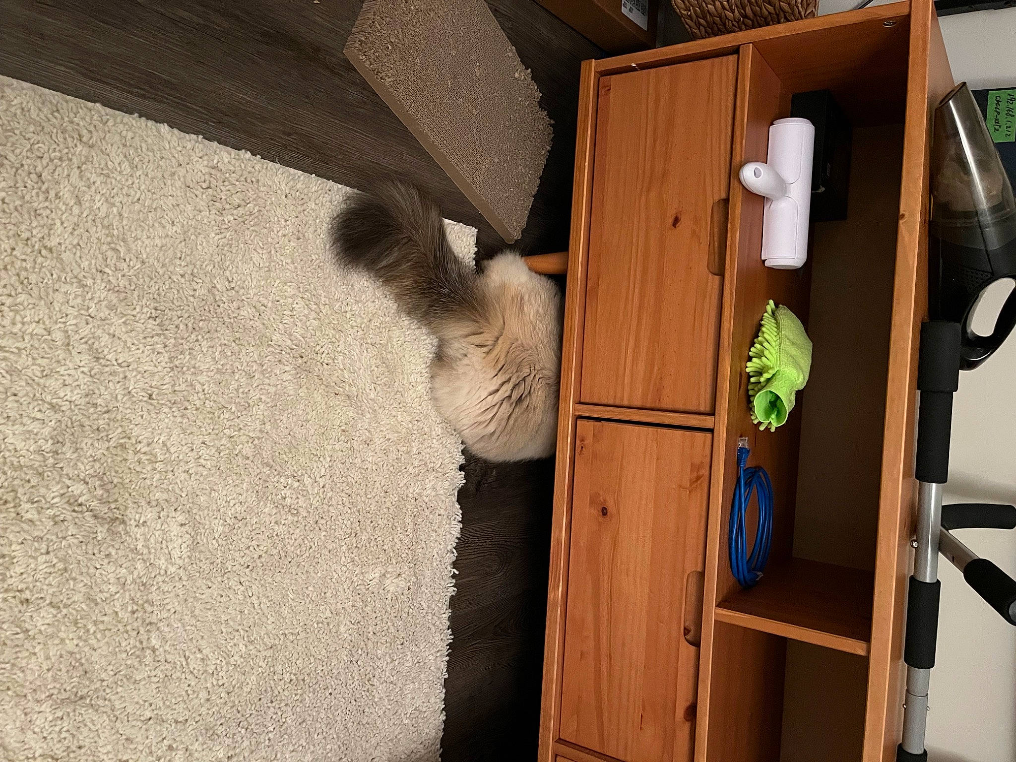 Jazzy is registered to the contest to win money with this photo: building, cat, chair, door, drawer, fawn, felidae, flooring, fur, hardwood, house, plywood, room, shelf, shelving, small_to_medium_sized_cats, tail, wall, wood, wood_stain