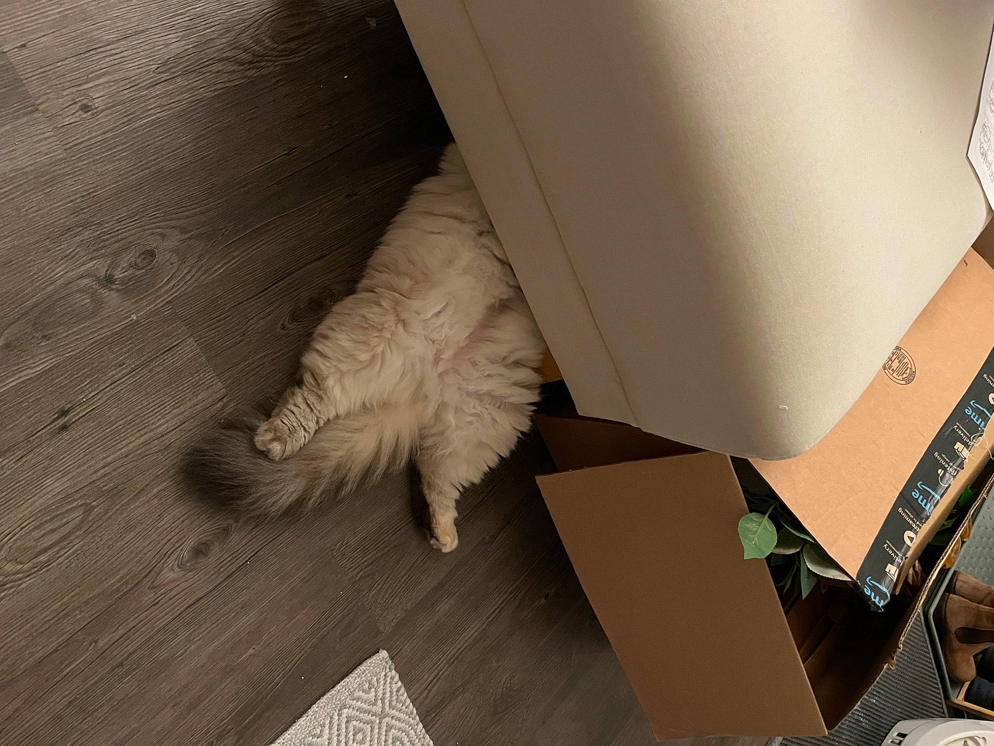 Jazzy is registered to the contest to win money with this photo: cardboard, carnivore, carton, cat, companion_dog, dog_breed, felidae, flooring, fur, hardwood, office_equipment, output_device, paper, paper_product, plywood, small_to_medium_sized_cats, tail, whiskers, wood, wood_flooring