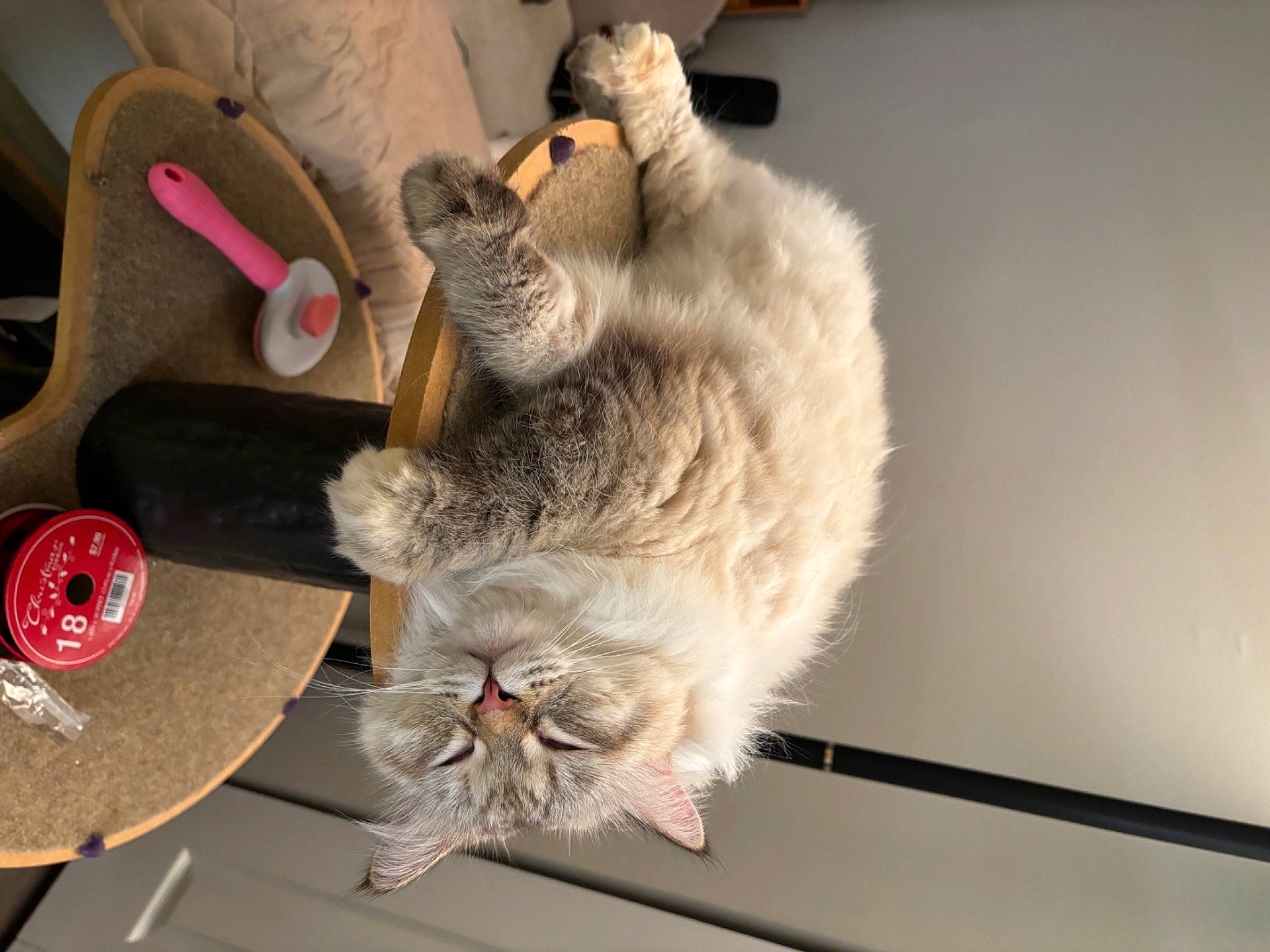 Jazzy is registered to the contest to win money with this photo: cat, cat_toy, claw, costume_hat, fashion_accessory, felidae, fur, hat, natural_material, paw, plush, safety_glove, small_to_medium_sized_cats, snout, stuffed_toy, tail, terrestrial_animal, toy, vertebrate, whiskers