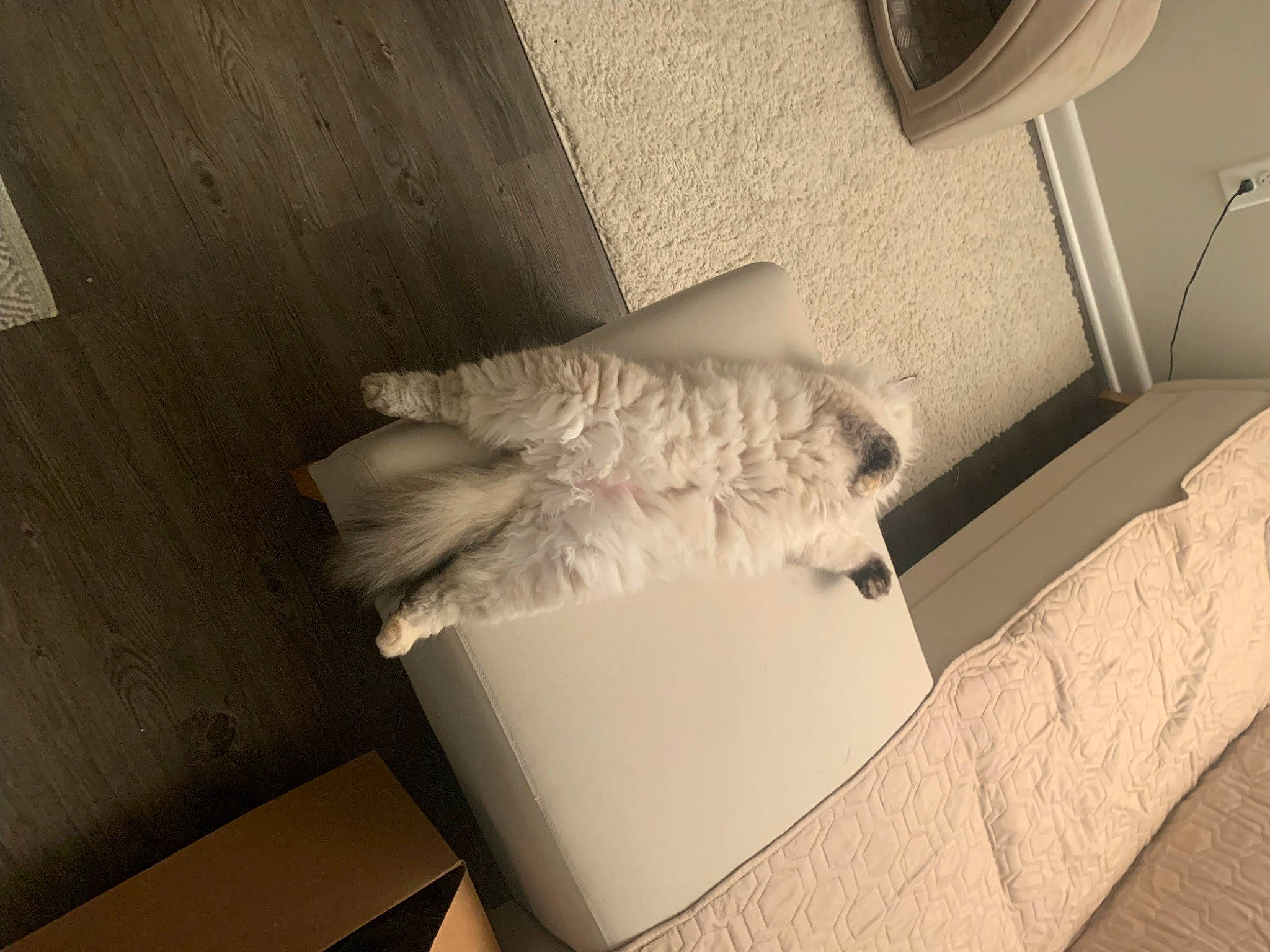 Jazzy joined the competition — help win amazing prizes! art, beige, carton, ceiling, comfort, couch, floor, flooring, grey, hardwood, interior_design, linens, living_room, material_property, monochrome_photography, rectangle, room, shade, tints_and_shades, wood