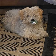 Dolce participe au concours pour gagner de l'argent avec cette photo : puppy, dog, fluffy, curly_hair, lying_down, rug, pacifier, indoor, floor, cute, pet, small_dog, brown, beige, adorable, household, resting, fur, animal, companion