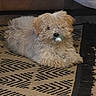puppy, dog, fluffy, curly_hair, lying_down, rug, pacifier, indoor, floor, cute, pet, small_dog, brown, beige, adorable, household, resting, fur, animal, companion