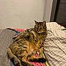 cat, tabby_cat, bed, quilt, blanket, feline, pet, indoor, resting, striped, animal, fur, tail, relaxed, cozy, sleepy, comfort, mammal, domestic, cute