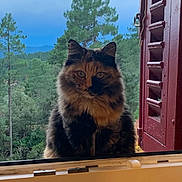 Missi participe au concours pour gagner de l'argent avec cette photo : cat, fluffy, tortoiseshell, windowsill, window, shutter, red_shutter, forest, trees, greenery, nature, outdoor, animal, pet, calm, portrait, feline, landscape, daytime, scenic