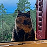 cat, fluffy, tortoiseshell, windowsill, window, shutter, red_shutter, forest, trees, greenery, nature, outdoor, animal, pet, calm, portrait, feline, landscape, daytime, scenic