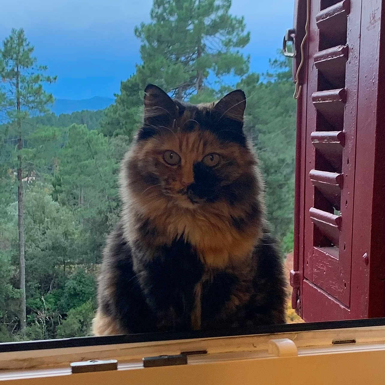 Missi participe au concours pour gagner de l'argent avec cette photo : cat, fluffy, tortoiseshell, windowsill, window, shutter, red_shutter, forest, trees, greenery, nature, outdoor, animal, pet, calm, portrait, feline, landscape, daytime, scenic