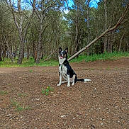 Lilo a rejoint le concours — aidez-le/la à gagner de superbes lots ! dog, forest, trees, outdoor, nature, animal, pet, happy, sitting, sky, greenery, dirt, leaves, branches, playful, canine, daylight, woods, park, smiling