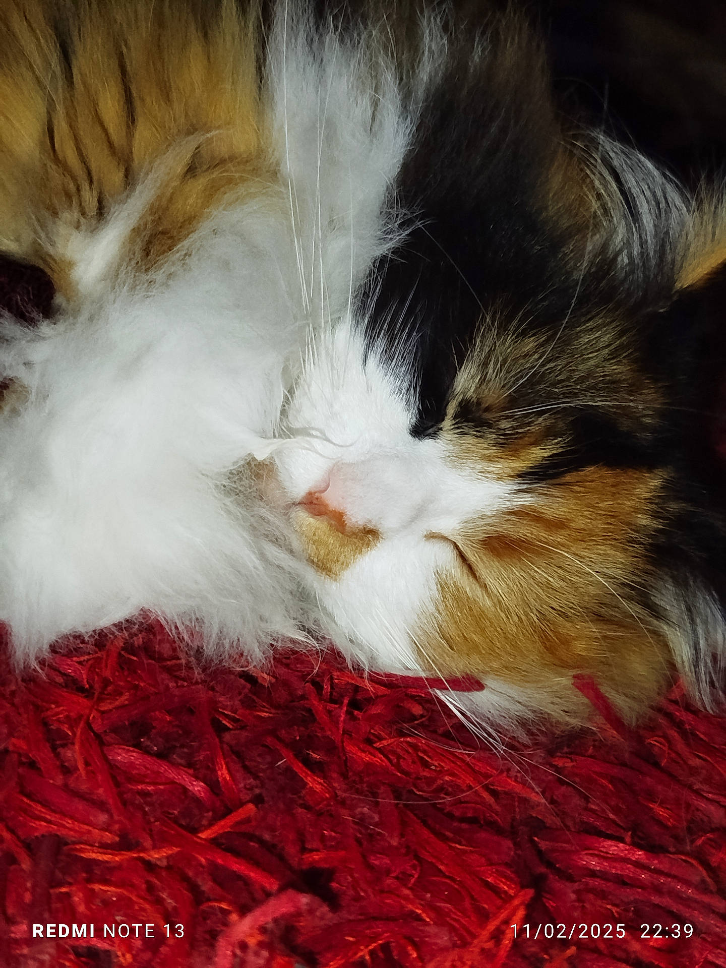 abyssinian, accessories, angora, animal, cat, featherboa, hardwood, kitten, manx, person, pet, siamese, sleeping, snout, wood