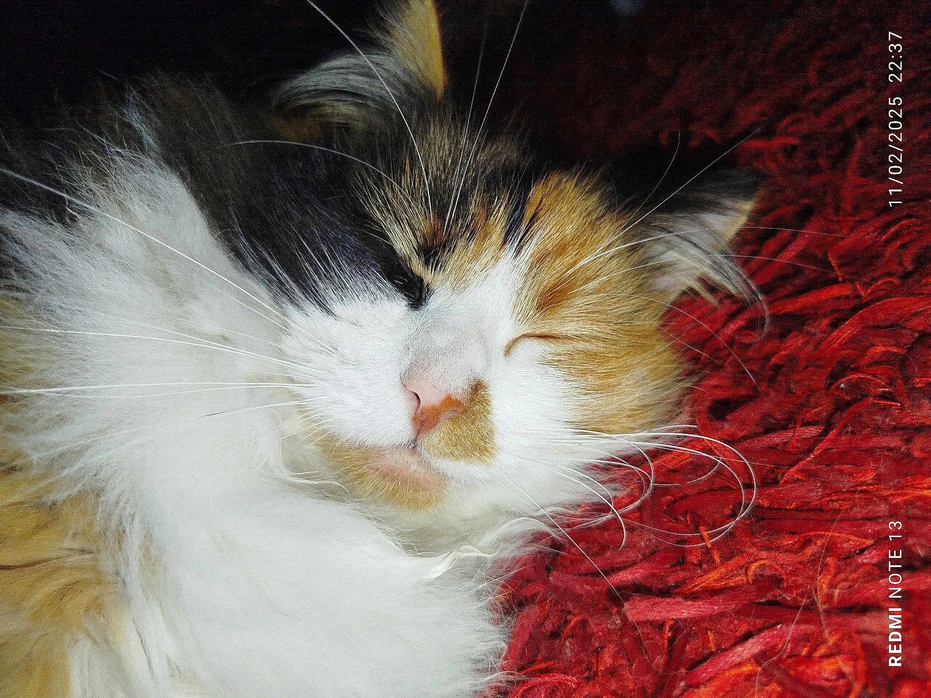 Hermione