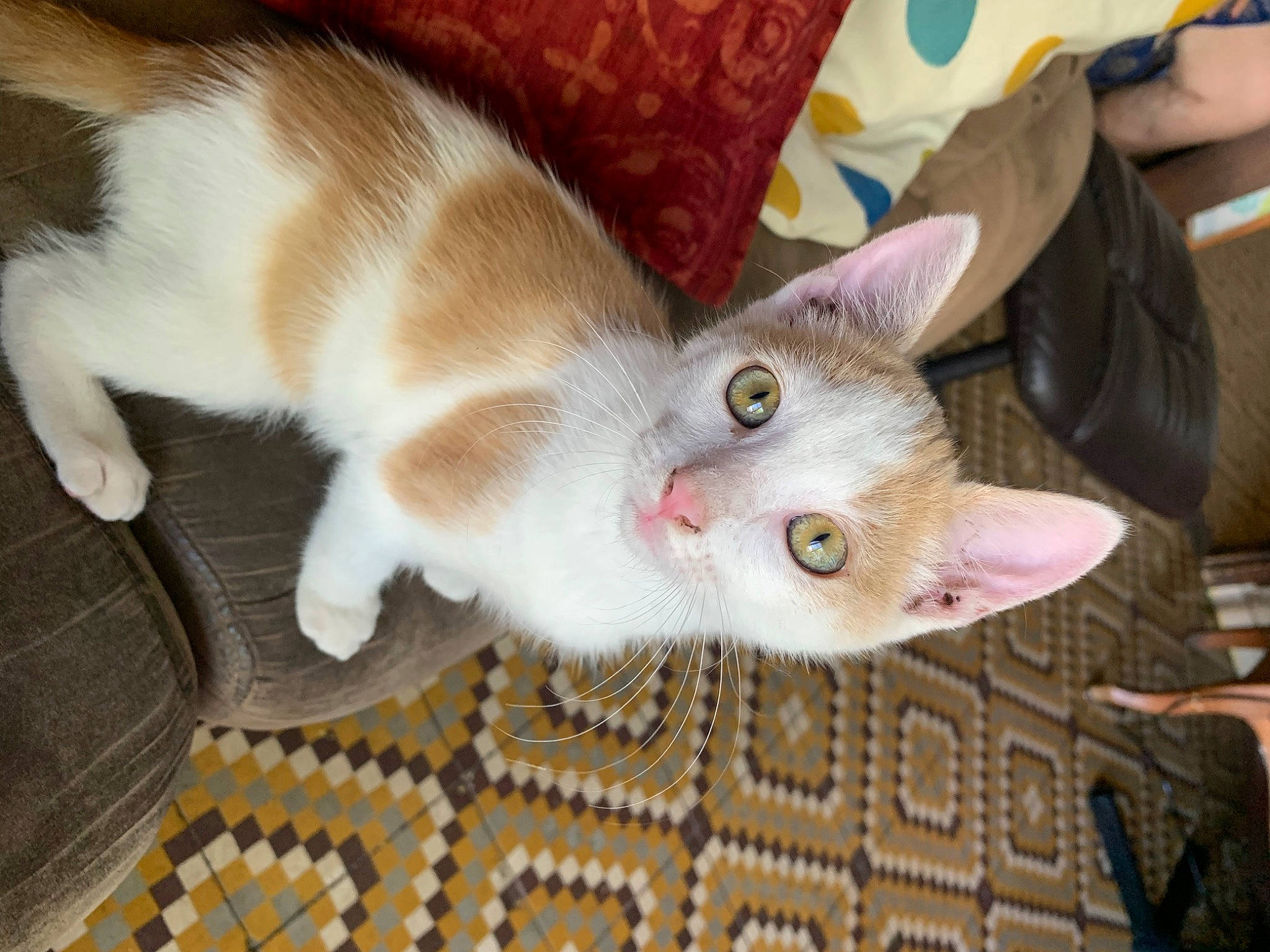 Ponpon participe au concours pour gagner de l'argent avec cette photo : carnivore, cat, claw, domestic_short_haired_cat, fawn, felidae, flooring, fur, nail, paw, small_to_medium_sized_cats, snout, tail, whiskers, wood