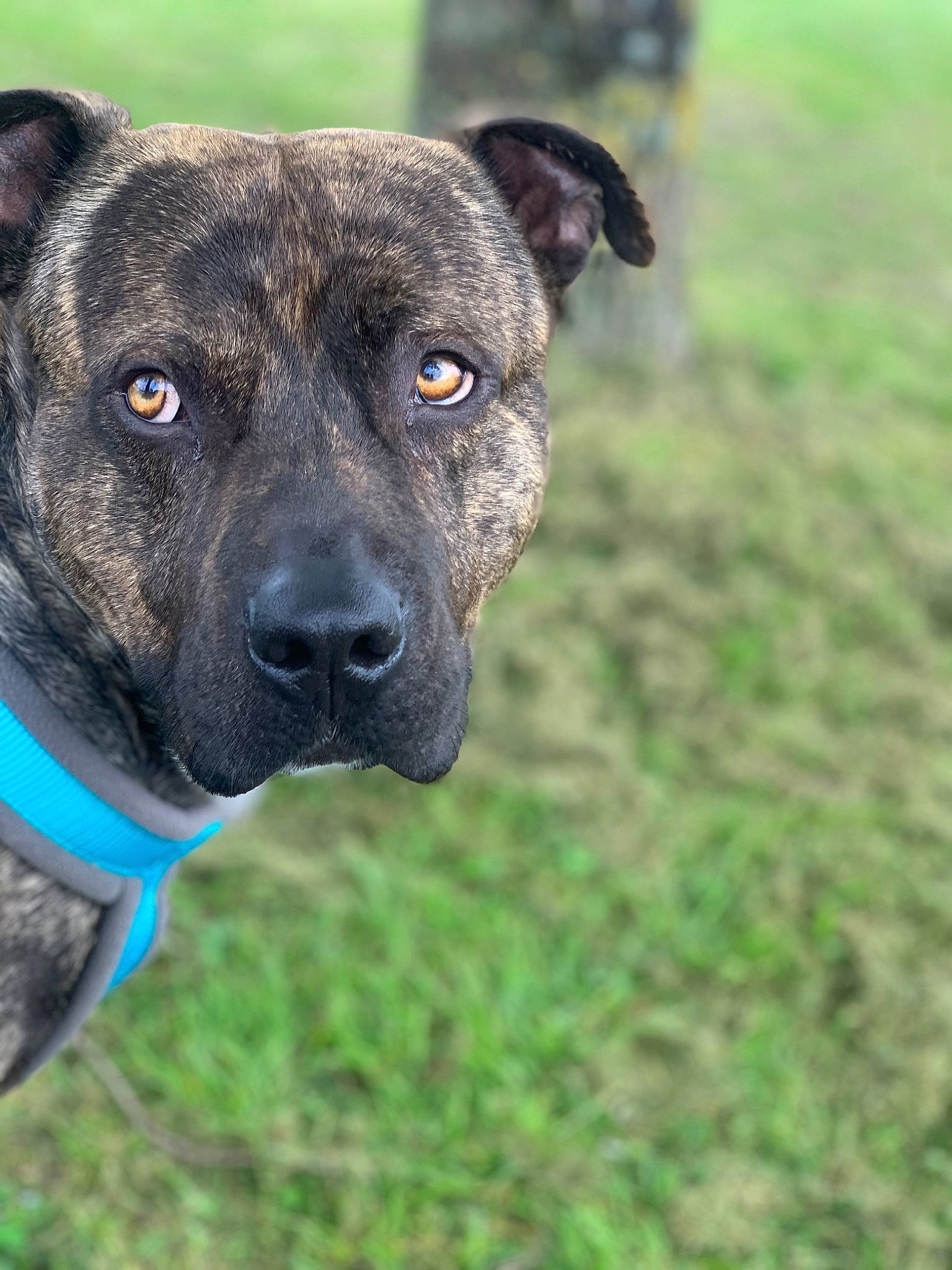 Ruskoff a rejoint le concours — aidez-le/la à gagner de superbes lots ! balance, canidae, carnivore, collar, companion_dog, dog, dog_breed, dog_collar, electric_blue, eye, grass, guard_dog, non_sporting_group, plant, puppy, snout, terrestrial_animal, whiskers, working_animal, working_dog