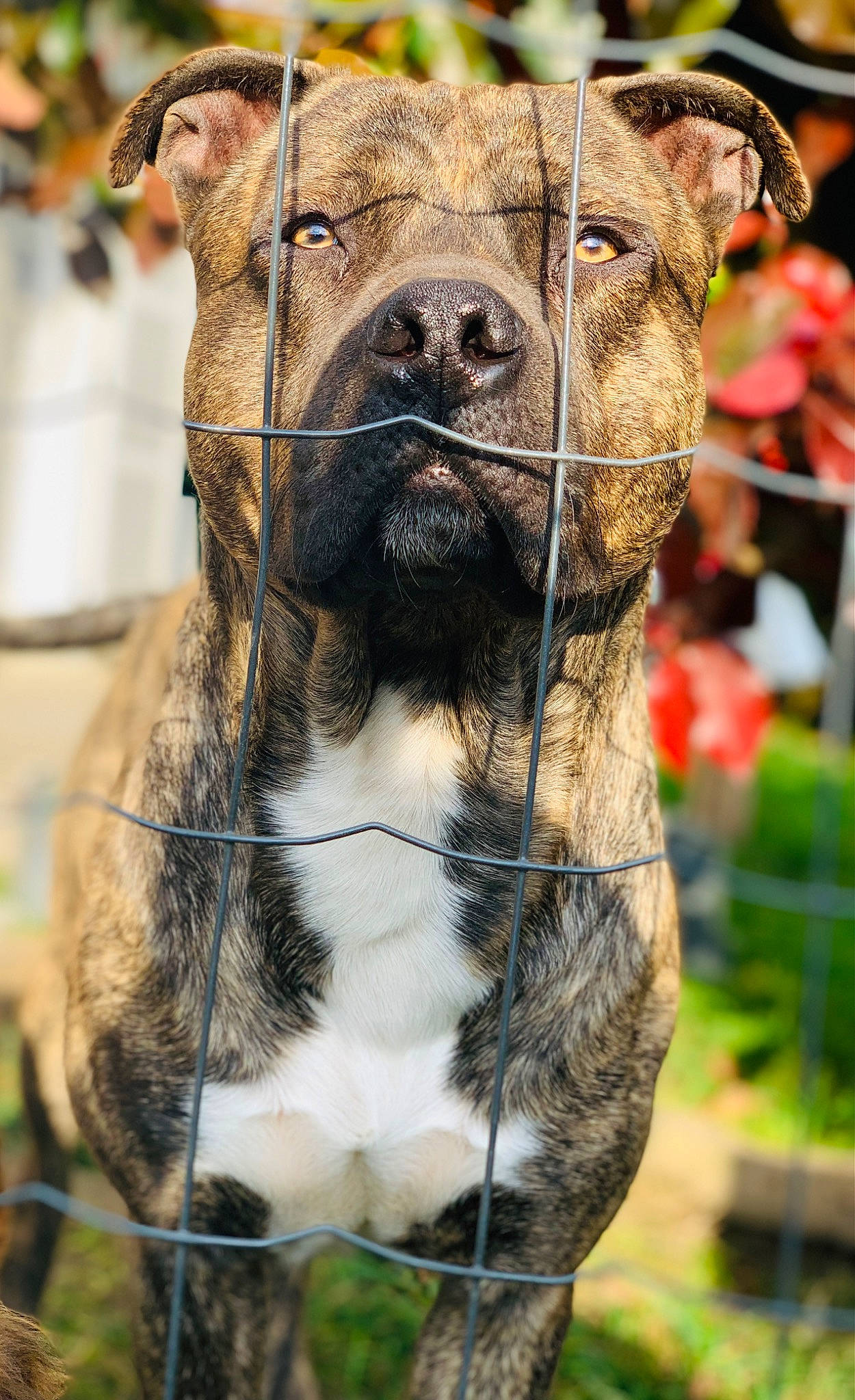 Ruskoff a rejoint le concours — aidez-le/la à gagner de superbes lots ! canidae, carnivore, collar, companion_dog, dog, dog_breed, dog_collar, dog_supply, fawn, fur, grass, mammal, pet_supply, snout, sporting_group, terrestrial_animal, terrier, whiskers, working_animal, working_dog