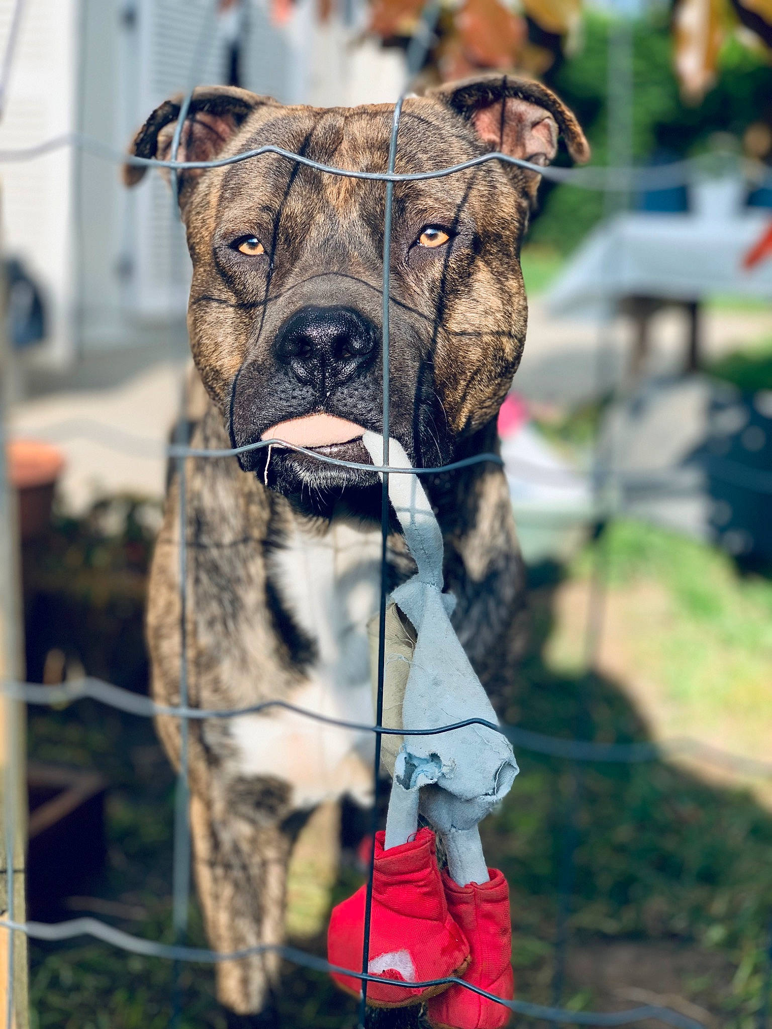 Ruskoff a rejoint le concours — aidez-le/la à gagner de superbes lots ! boxer, carnivore, collar, companion_dog, dog, dog_breed, dog_collar, dog_supply, fawn, grass, leash, mammal, pet_supply, plant, snout, sporting_group, vertebrate, whiskers, working_animal, wrinkle