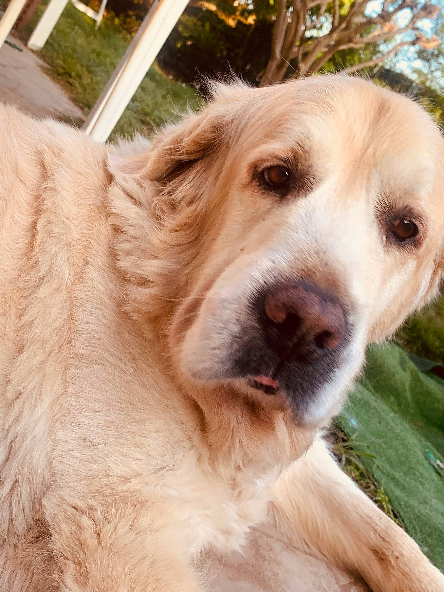 Marley a rejoint le concours — aidez-le/la à gagner de superbes lots ! ancient_dog_breeds, canidae, carnivore, companion_dog, dog, dog_breed, eye, fawn, fence, fur, plant, snout, sporting_group, terrestrial_animal, tree, whiskers, working_animal, working_dog