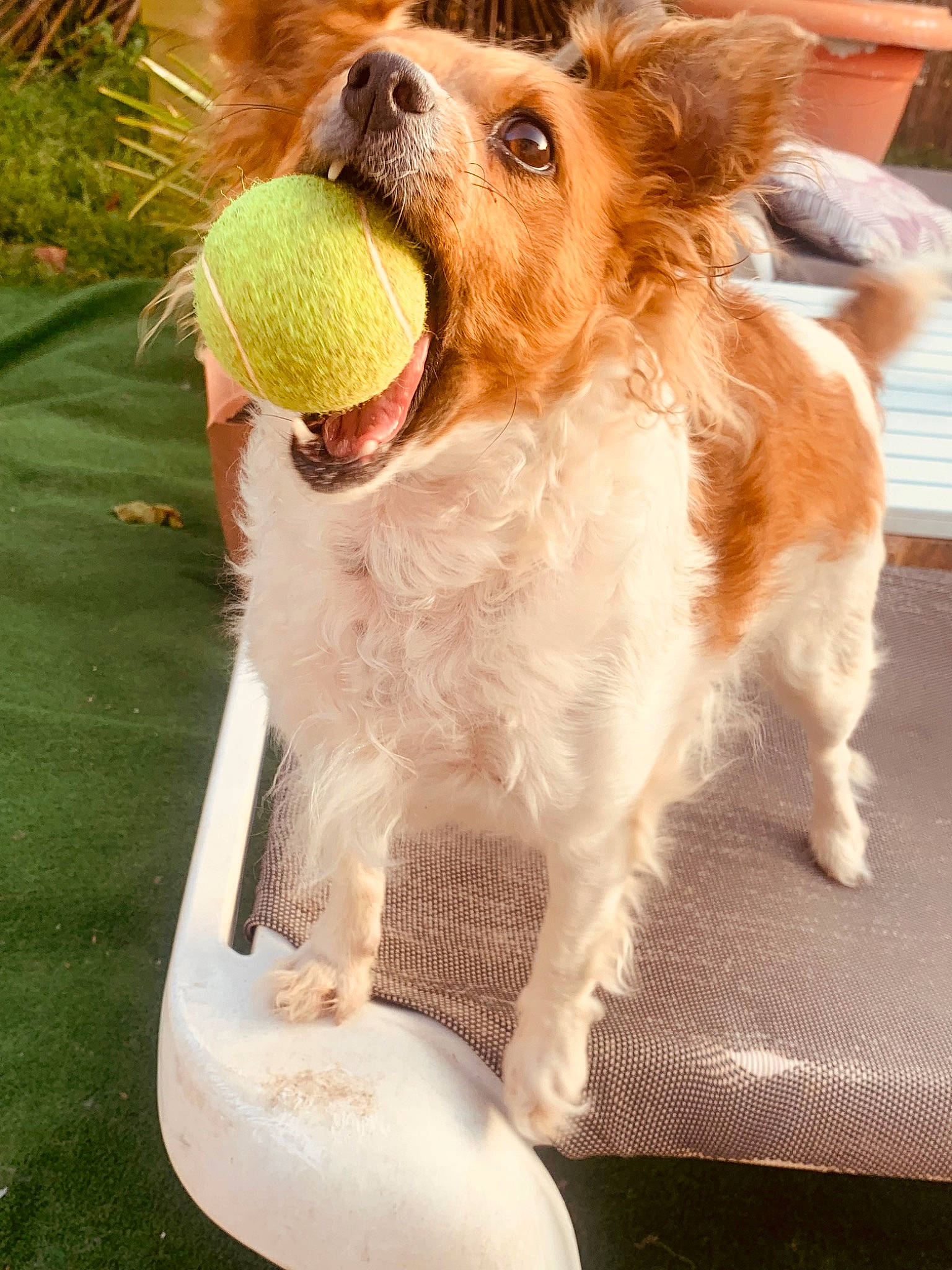 Lola participe au concours pour gagner de l'argent avec cette photo : ball, canidae, carnivore, collar, companion_dog, dog, dog_breed, dog_collar, dog_supply, fawn, grass, happy, leash, pet_supply, snout, sports_equipment, tennis_ball, terrier, toy_dog, working_animal