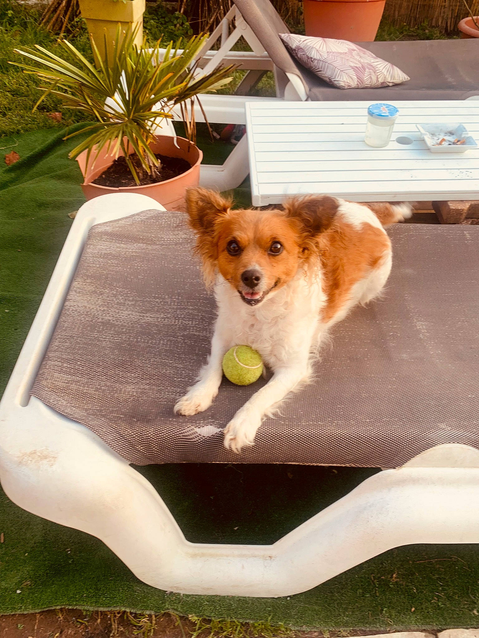 Lola participe au concours pour gagner de l'argent avec cette photo : canidae, carnivore, chair, companion_dog, couch, dog, dog_breed, fawn, flowerpot, grass, houseplant, outdoor_furniture, palm_tree, plant, rectangle, sporting_group, tail, toy, toy_dog, working_animal