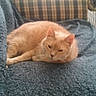 Colby is registered to the contest to win money with this photo: cat, orange_cat, sleeping, lounging, couch, blanket, blue_blanket, living_room, furniture, remote_control, indoor, cozy, resting, fluffy, feline, pet, home, plaid, soft_surface, relaxed