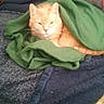 Colby joined the competition — help win amazing prizes! cat, orange_cat, sleepy, blanket, green_blanket, bed, bedding, cozy, indoors, pet, feline, whiskers, ears, eyes, relaxed, lounging, portrait, fabric, plaid, home