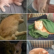 Colby is registered to the contest to win money with this photo: cat, ginger_cat, orange_cat, feline, pet, fluffy, collage, six_panel, portrait, sleeping, sitting, lying_down, blanket, green_blanket, couch, chair, bed, indoor, home, close_up