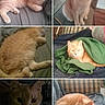 cat, ginger_cat, orange_cat, feline, pet, fluffy, collage, six_panel, portrait, sleeping, sitting, lying_down, blanket, green_blanket, couch, chair, bed, indoor, home, close_up