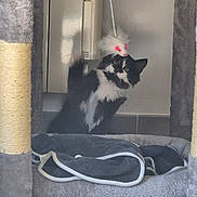 Lilith a rejoint le concours — aidez-le/la à gagner de superbes lots ! cat, black_and_white, cat_tree, toy, playful, indoor, blanket, floor, household, pet, feline, scratching_post, furry, small_animal, domestic, cozy, pounce, fur, room, pet_accessory
