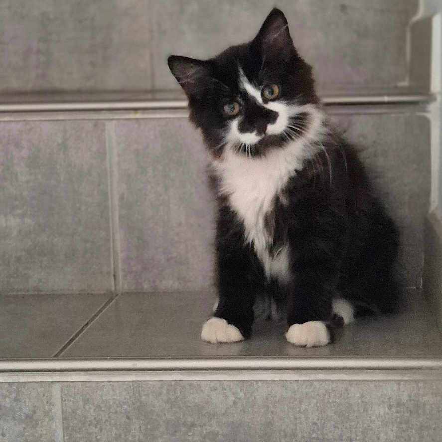 Lilith participe au concours pour gagner de l'argent avec cette photo : kitten, cat, black_and_white, stairs, tilted_head, curious, feline, pet, indoor, tile_floor, sitting, young_cat, whiskers, paw, cute, animal, fur, portrait, looking, small