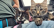 Lilith a rejoint le concours — aidez-le/la à gagner de superbes lots ! kitten, cat, pets, animal, tabby_cat, black_and_white_cat, lap, car_interior, seatbelt, human, curious, close_up, furry, whiskers, cute, domestic_cat, indoor, resting, companions, window