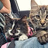 kitten, cat, pets, animal, tabby_cat, black_and_white_cat, lap, car_interior, seatbelt, human, curious, close_up, furry, whiskers, cute, domestic_cat, indoor, resting, companions, window