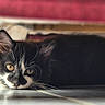 Lilith a rejoint le concours — aidez-le/la à gagner de superbes lots ! cat, black_and_white, pet, animal, lying_down, floor, indoor, curious, whiskers, ears, feline, resting, looking, home, cozy, quiet, close_up, fur, muzzle, playful