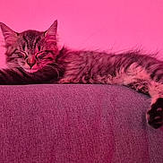 Lucifer participe au concours pour gagner de l'argent avec cette photo : cat, kitten, sleeping, tabby, feline, couch, furniture, pink_light, indoor, relaxing, cozy, pet, animal, fur, whiskers, cute, resting, soft, domestic_cat, peaceful