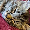 Lucifer a rejoint le concours — aidez-le/la à gagner de superbes lots ! cat, tabby, sleeping, close_up, whiskers, fur, red_cushion, cozy, relaxed, pet, indoor, animal, resting, cute, feline, soft_texture, peaceful, domestic_cat, portrait, warm_colors