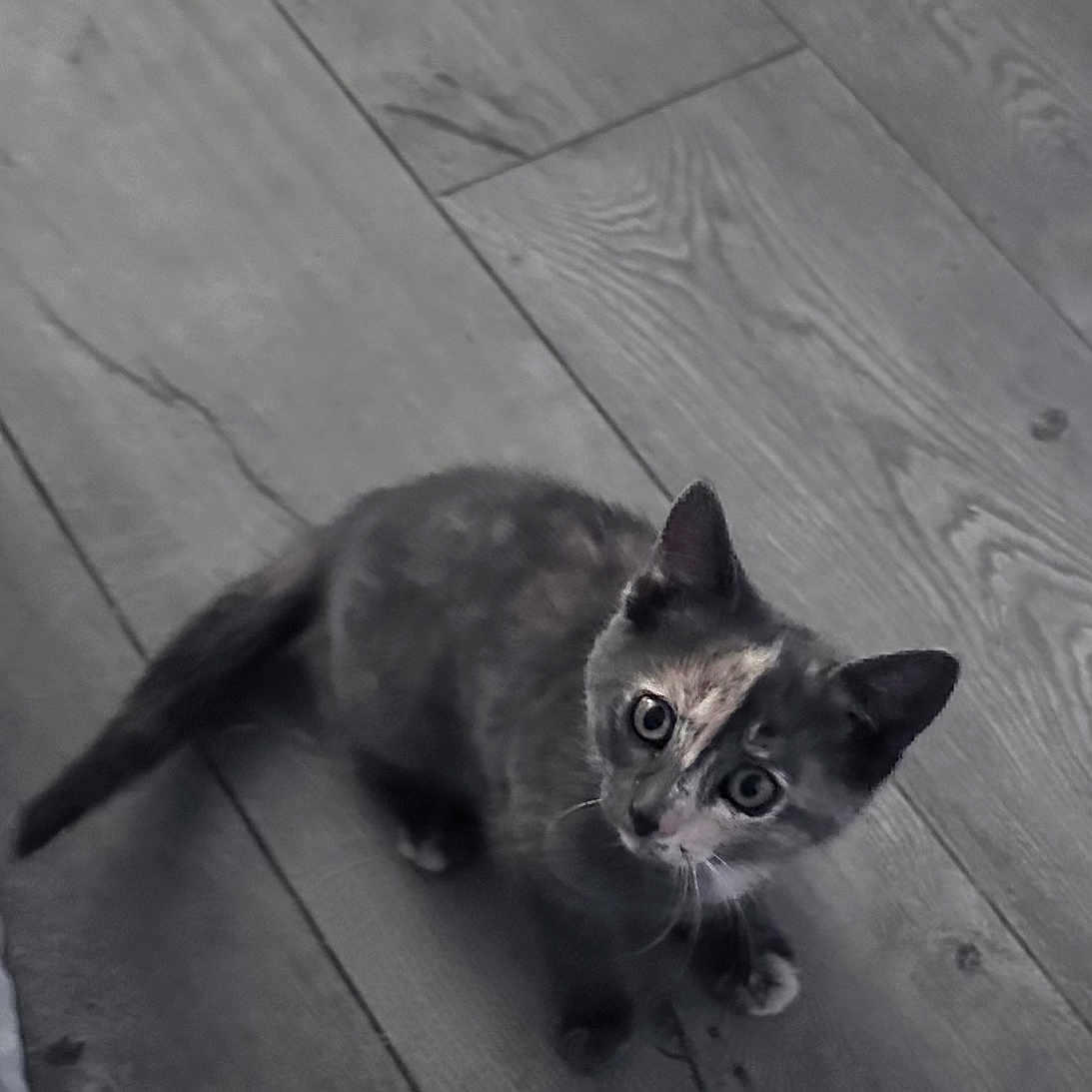 Cookie joined the competition — help win amazing prizes! abyssinian, animal, blackcat, brasssection, cat, gray, hardwood, horn, indoors, interiordesign, kitten, manx, musicalinstrument, pet, plywood, siamese, stainedwood, wood