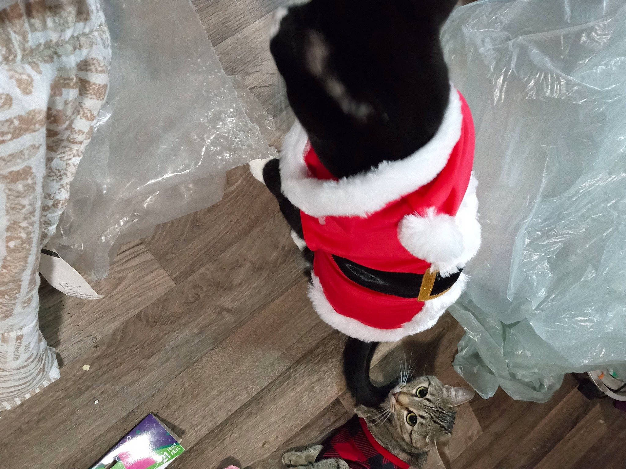 Bella And Luna joined the competition — help win amazing prizes! carmine, christmas, companion_dog, costume, costume_hat, dog_breed, fashion_accessory, fictional_character, flooring, foot, fur, goggles, headgear, human_leg, personal_protective_equipment, shoe, tail, textile, toy, wood