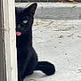 black_cat, cat, tongue_out, door_frame, peeking, concrete, outdoor, playful, feline, curious, animal, pet, whiskers, tail, eye, ears, nature, wooden_fence, shadow, daylight